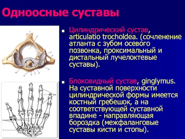 Одноосные суставы Цилиндрический сустав, articulatio trocholdea. (сочленение атланта с зубом осевого позвонка,