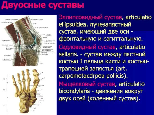 Двуосные суставы Эллипсовидный сустав, articulatio ellipsoidea. лучезапястный сустав, имеющий две оси -