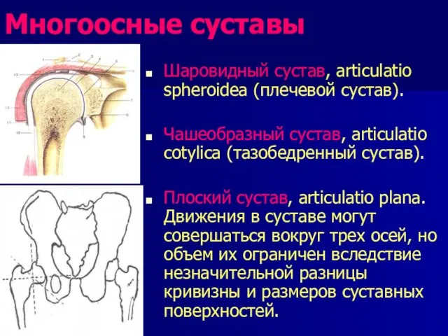 Многоосные суставы Шаровидный сустав, articulatio spheroidea (плечевой сустав). Чашеобразный сустав, articulatio cotylica