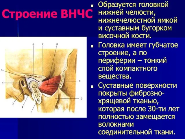 Строение ВНЧС Образуется головкой нижней челюсти, нижнечелюстной ямкой и суставным бугорком височной