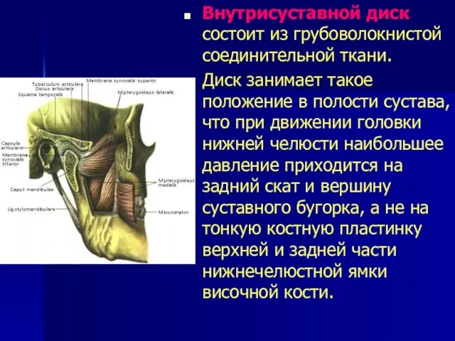 Внутрисуставной диск состоит из грубоволокнистой соединительной ткани. Диск занимает такое положение в