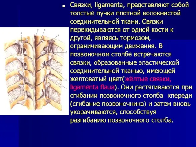 Связки, ligamenta, представляют собой толстые пучки плотной волокнистой соединительной ткани. Связки перекидываются