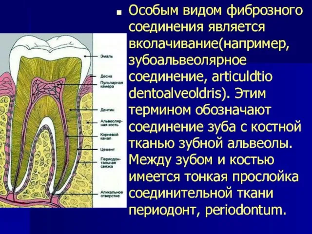 Особым видом фиброзного соединения является вколачивание(например, зубоальвеолярное соединение, articuldtio dentoalveoldris). Этим термином