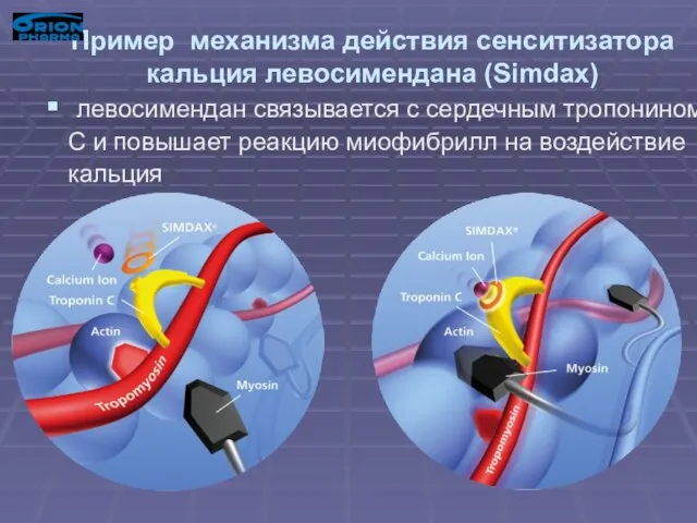 Пример механизма действия сенситизатора кальция левосимендана (Simdax) левосимендан связывается с сердечным тропонином