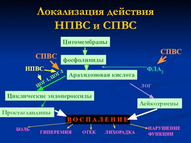 Локализация действия НПВС и СПВС Цитомембраны фосфолипиды СПВС ФЛА2 Лейкотриены Циклические эндопероксиды