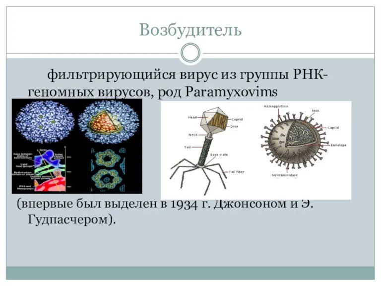 Возбудитель фильтрирующийся вирус из группы РНК- геномных вирусов, род Paramyxovims (впервые был