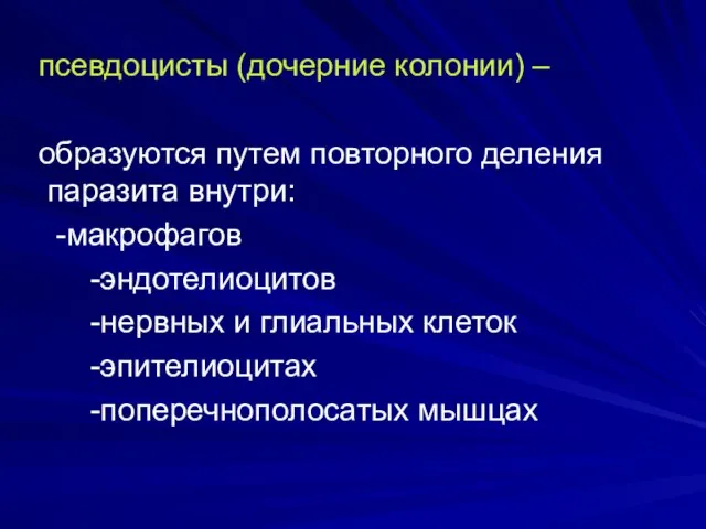 псевдоцисты (дочерние колонии) – образуются путем повторного деления паразита внутри: -макрофагов -эндотелиоцитов