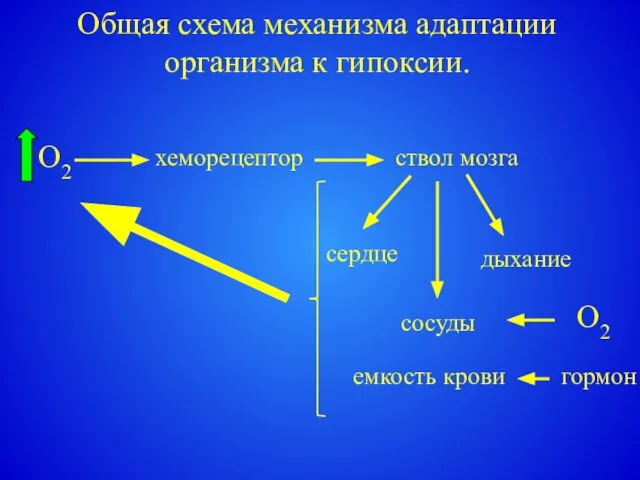 Общая схема механизма адаптации организма к гипоксии. хеморецептор ствол мозга сердце дыхание