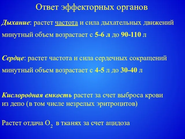 Ответ эффекторных органов Дыхание: растет частота и сила дыхательных движений минутный объем