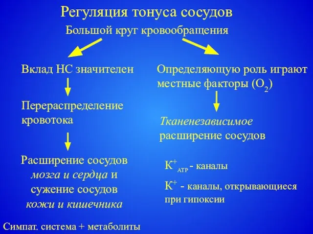 Регуляция тонуса сосудов Большой круг кровообращения Вклад НС значителен Определяющую роль играют