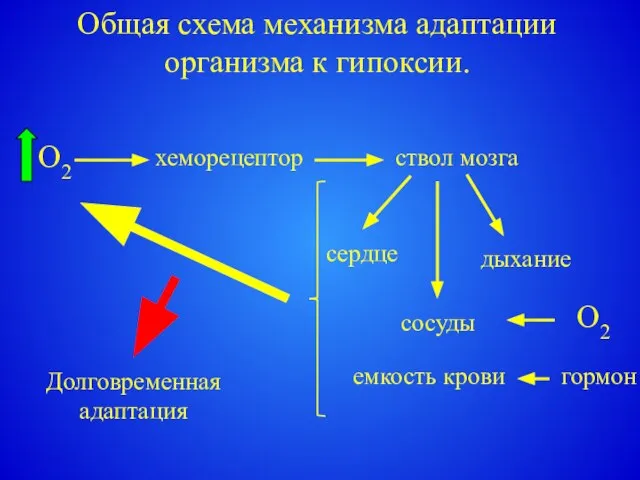 Общая схема механизма адаптации организма к гипоксии. хеморецептор ствол мозга сердце дыхание