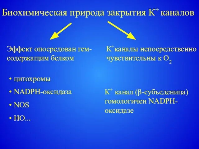 Биохимическая природа закрытия К+ каналов К+каналы непосредственно чувствительны к О2 Эффект опосредован