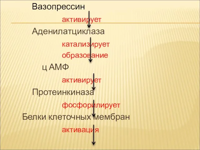 Вазопрессин активирует Аденилатциклаза катализирует образование ц АМФ активирует Протеинкиназа фосфорилирует Белки клеточных мембран активация