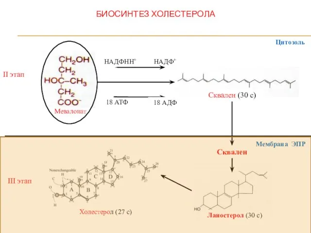 БИОСИНТЕЗ ХОЛЕСТЕРОЛА II этап НАДФНН+ НАДФ+ 18 АТФ III этап Холестерол (27