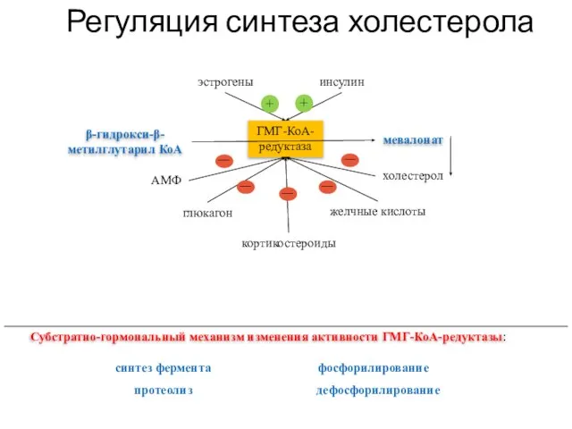 Регуляция синтеза холестерола глюкагон синтез фермента Субстратно-гормональный механизм изменения активности ГМГ-КоА-редуктазы: эстрогены