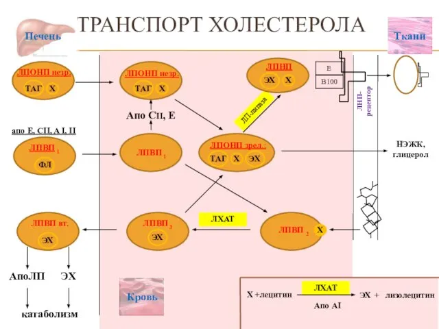 ЛП-липаза ТРАНСПОРТ ХОЛЕСТЕРОЛА АпоЛП ЭХ катаболизм Апо CII, E НЭЖК, глицерол ЛХАТ