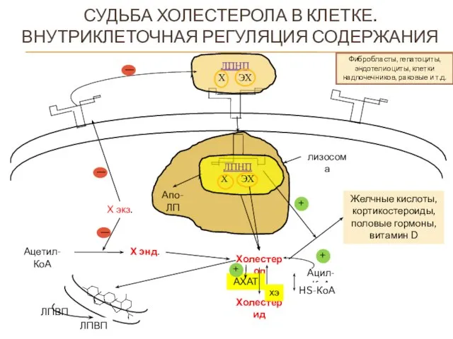 СУДЬБА ХОЛЕСТЕРОЛА В КЛЕТКЕ. ВНУТРИКЛЕТОЧНАЯ РЕГУЛЯЦИЯ СОДЕРЖАНИЯ Фибробласты, гепатоциты, эндотелиоциты, клетки надпочечников,