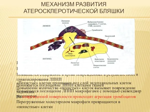 МЕХАНИЗМ РАЗВИТИЯ АТЕРОСКЛЕРОТИЧЕСКОЙ БЛЯШКИ Повышается содержание ЛПНП в крови Повышается время жизни