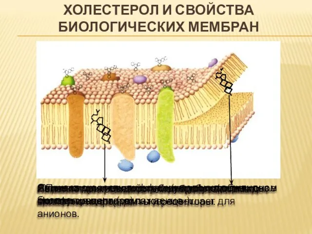 ХОЛЕСТЕРОЛ И СВОЙСТВА БИОЛОГИЧЕСКИХ МЕМБРАН Повышает плотность упаковки фосфолипидов. Ограничивает подвижность жирных