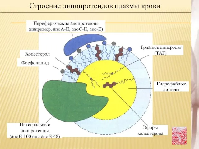 Строение липопротеидов плазмы крови Периферические апопротеины (например, апоА-II, апоС-II, апо-Е) Интегральные апопротеины