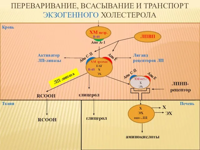 Кровь Ткани ЛПВП ЛПНП-рецептор глицерол RCOOH ЛП-липаза аминокислоты Печень глицерол RCOOH Х