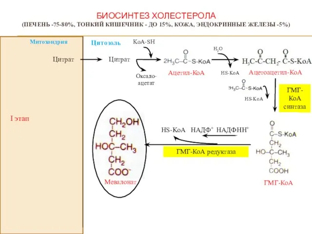 БИОСИНТЕЗ ХОЛЕСТЕРОЛА (ПЕЧЕНЬ -75-80%, ТОНКИЙ КИШЕЧНИК - ДО 15%, КОЖА, ЭНДОКРИННЫЕ ЖЕЛЕЗЫ