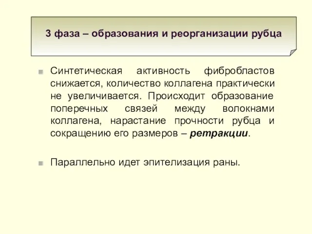 Синтетическая активность фибробластов снижается, количество коллагена практически не увеличивается. Происходит образование поперечных