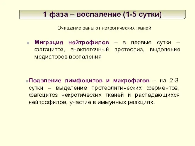 1 фаза – воспаление (1-5 сутки) Очищение раны от некротических тканей Миграция