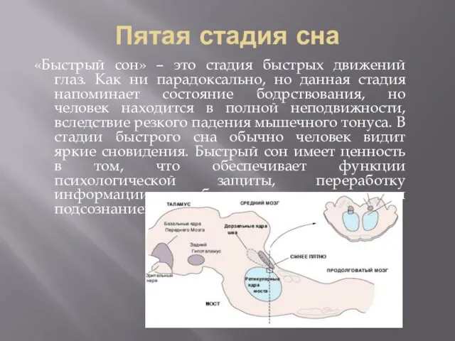 Пятая стадия сна «Быстрый сон» – это стадия быстрых движений глаз. Как