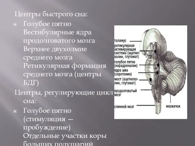 Центры быстрого сна: Голубое пятно Вестибулярные ядра продолговатого мозга Верхнее двухолмие среднего