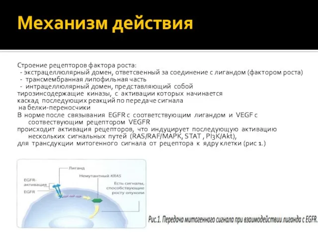 Механизм действия Строение рецепторов фактора роста: - экстрацеллюлярный домен, ответсвенный за соединение