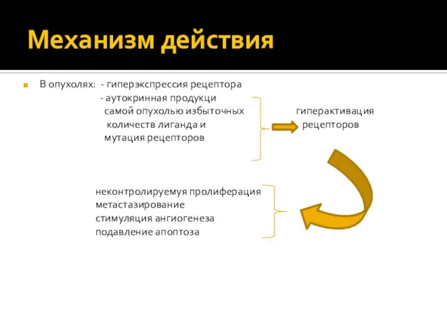 Механизм действия В опухолях: - гиперэкспрессия рецептора - аутокринная продукци самой опухолью