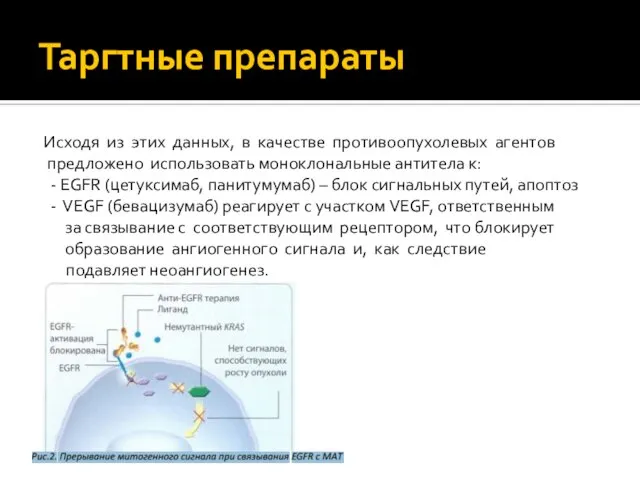 Таргтные препараты Исходя из этих данных, в качестве противоопухолевых агентов предложено использовать