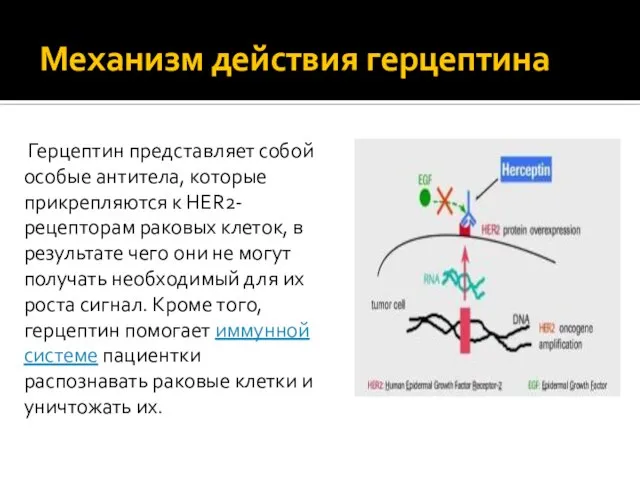 Механизм действия герцептина Герцептин представляет собой особые антитела, которые прикрепляются к HER2-рецепторам