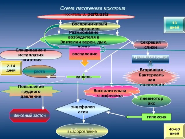 Схема патогенеза коклюша Носитель В. pertussis Восприимчивый организм Размножение возбудмтеля в Эпителии