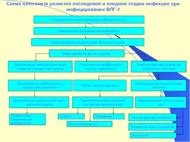 Схема патогенеза развития последовой и плодной стадии инфекции при инфицировании ВПГ-1