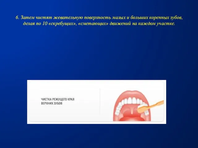 6. Затем чистят жевательную поверхность малых и больших коренных зубов, делая по