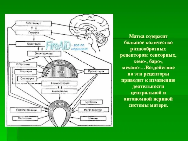 Матка содержит большое количество разнообразных рецепторов: сенсорных, хемо-, баро-, механо-…Воздействие на эти