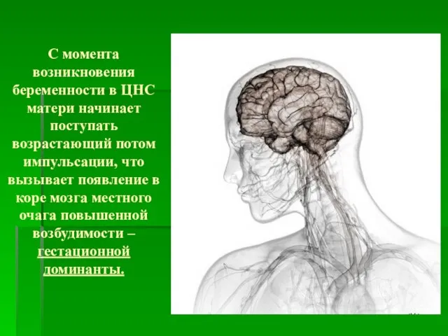 С момента возникновения беременности в ЦНС матери начинает поступать возрастающий потом импульсации,