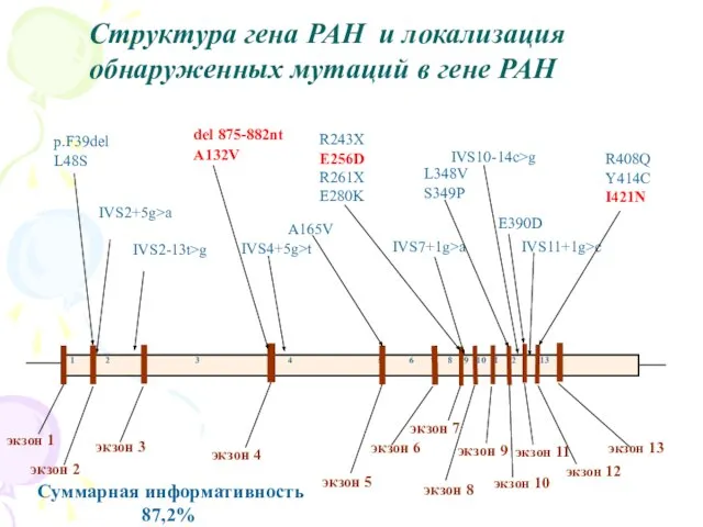 Структура гена PAH и локализация обнаруженных мутаций в гене PAH Суммарная информативность 87,2%