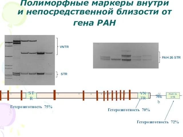 Полиморфные маркеры внутри и непосредственной близости от гена PAH 1 2 3