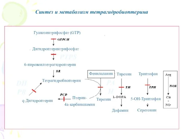 Синтез и метаболизм тетрагидробиоптерина