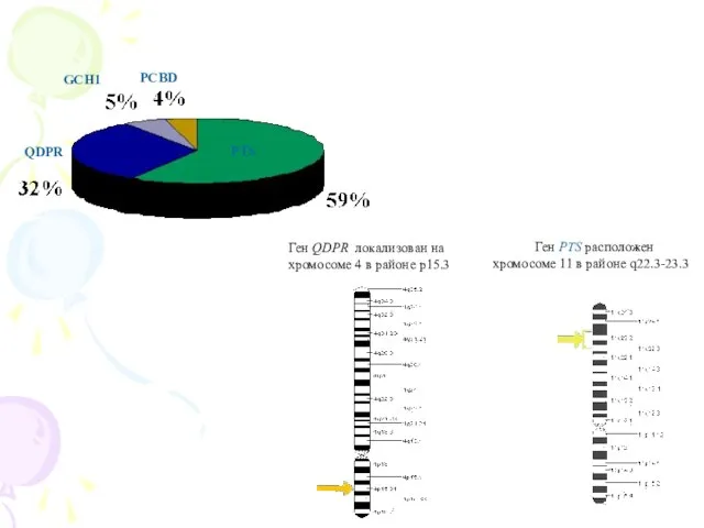 Ген QDPR локализован на хромосоме 4 в районе p15.3 Ген PTS расположен