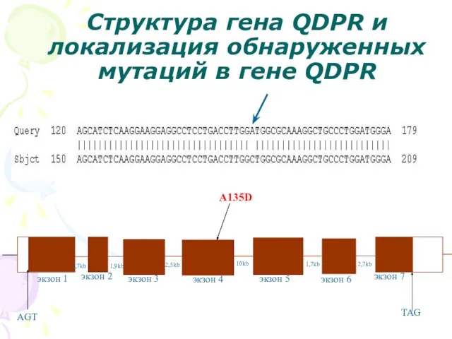 AGT TAG 2,7kb 1,9kb 10kb 2,5kb 1,7kb экзон 1 экзон 2 экзон