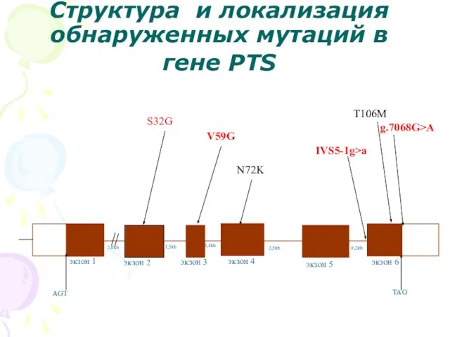 Структура и локализация обнаруженных мутаций в гене PTS 2,0kb 1,5kb 0,4kb 2,5kb