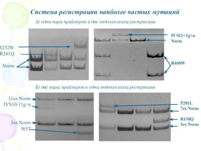 Система регистрации наиболее частых мутаций А) одна пара праймеров и две эндонуклеазы