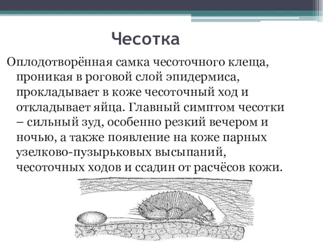 Чесотка Оплодотворённая самка чесоточного клеща, проникая в роговой слой эпидермиса, прокладывает в