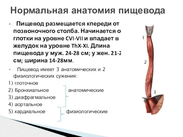 Пищевод размещается кпереди от позвоночного столба. Начинается от глотки на уровне CVI-VII