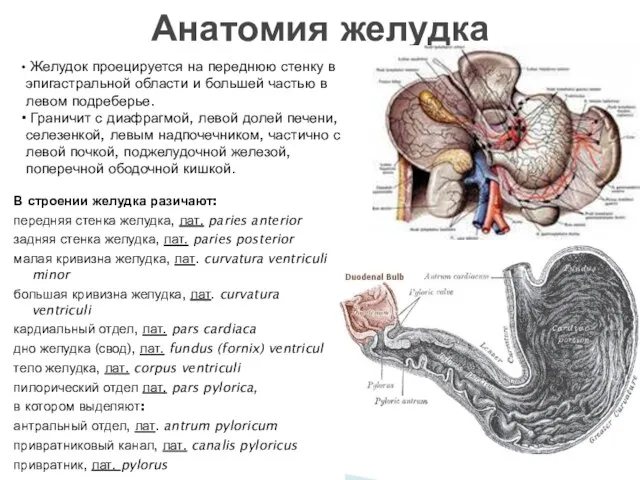 В строении желудка разичают: передняя стенка желудка, лат. paries anterior задняя стенка