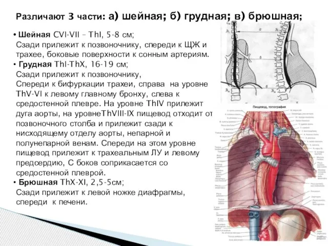 Различают 3 части: а) шейная; б) грудная; в) брюшная; Шейная CVI-VII –